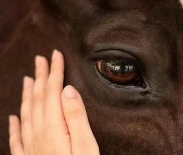 إذا كنت تُحب الخيل فاعلم أن لك قلباً يفهم الصمت ويأنس بالعزة قلباً لا يغريه الصخب يميل إلى الشموخ حيث تقف الأرواح الأصيلة ..♥️♥️