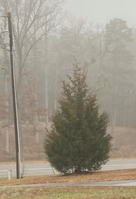 Cut a white pine down that was dead in 2008 at the other side of the driveway. There was a Cedar under it about a foot tall so I just left it. Funny when you think how fast it's grown but it's been 17 years. Now I don't know to leave it or cut it down. 🤔🙄😁😉👍👊🇺🇸