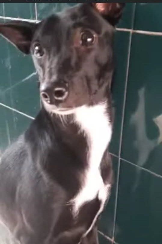 PerroUsuario's tweet image. Miren esta bonita y muy noble actualización sobre la pequeña de Palo Verde y que varios han escrito que pudiera ser Rocky. ❤️😍