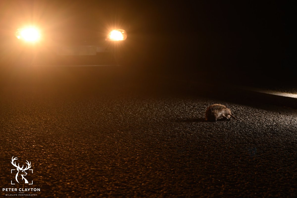 I love living in the countryside, I never take for granted how lucky I am to be surrounded by nature and wildlife. This is why it breaks my heart to see so much roadkill in and around the area. Please slow down #countrysidelife #roadkillawareness #respectnature
#protectwildlife