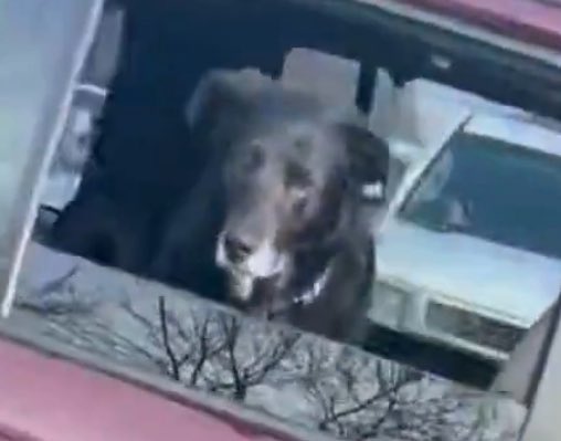 misfitpatriot_'s tweet image. Literally more concerned about the dog than I am the driver.