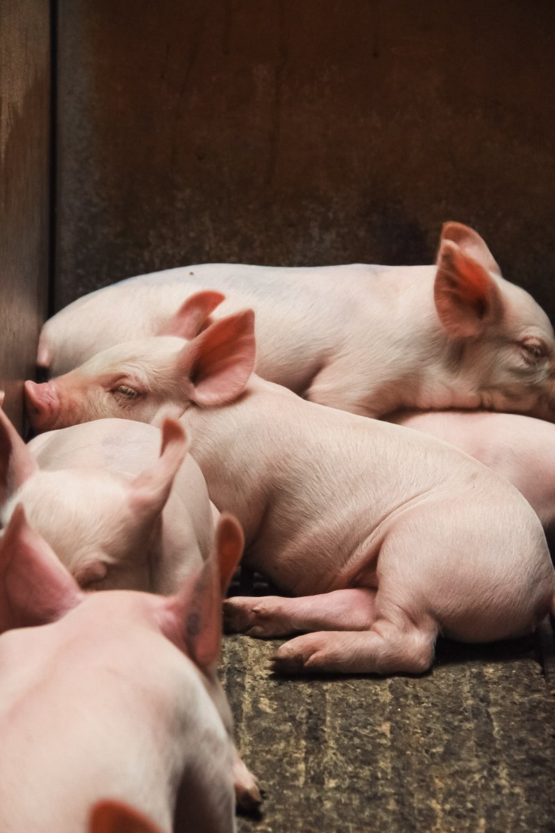 PorkCheckoff tweet media