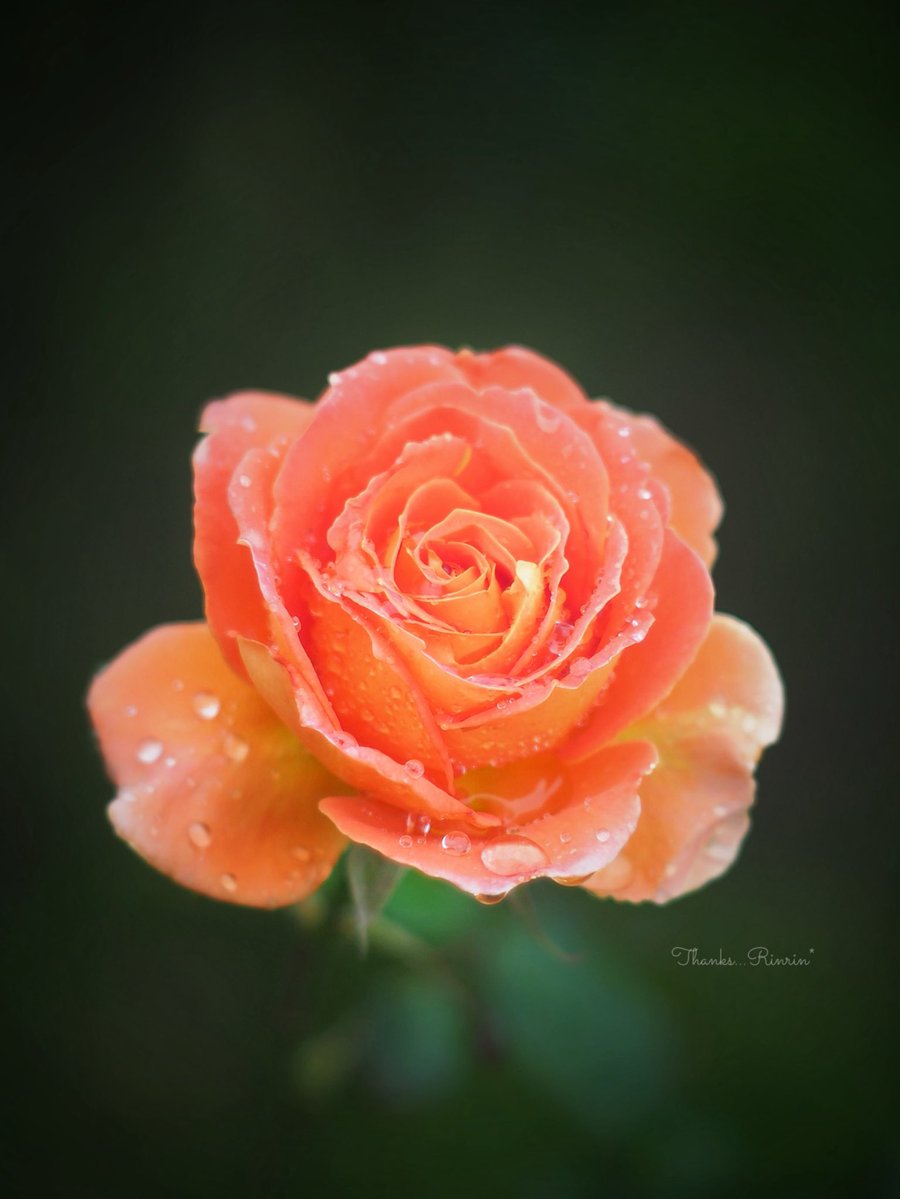 おはようございます