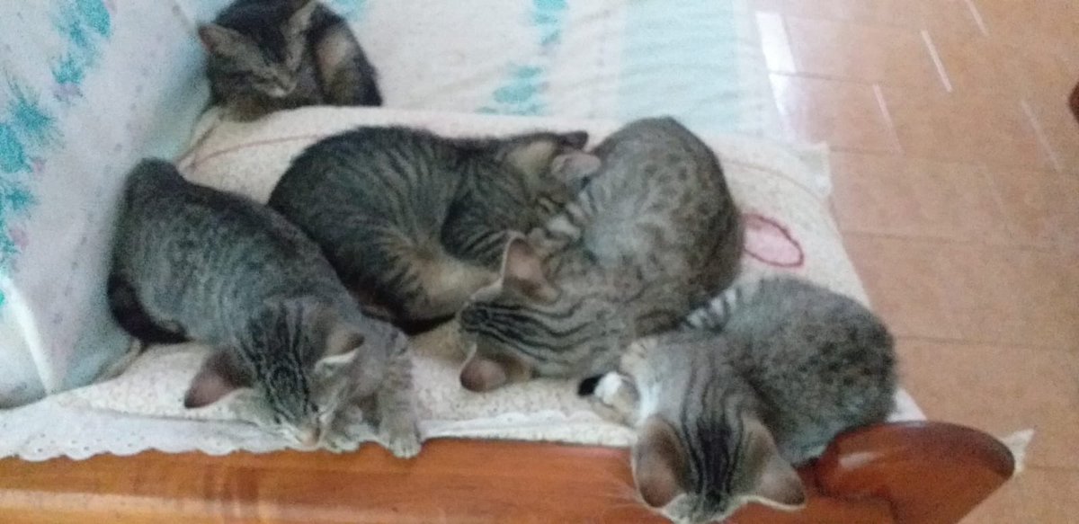 gente, alguém quer um filhotinho? uma conhecida tá com esses bebês que têm menos de um mês de idade pra adoção