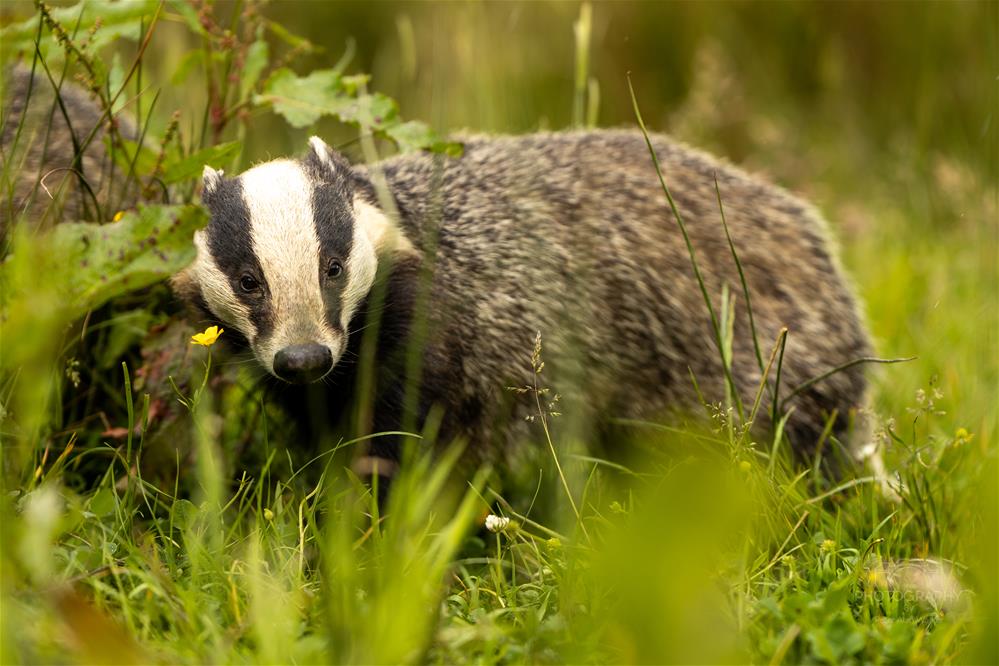 jessops's tweet image. Our Jessops Academy British Wildlife Experience offers enthusiast photographers a fantastic opportunity to get close to a variety of wildlife that's often difficult to see, let alone photograph!
Dates are filling up fast! Follow the link to find out more - bit.ly/jabwildlife