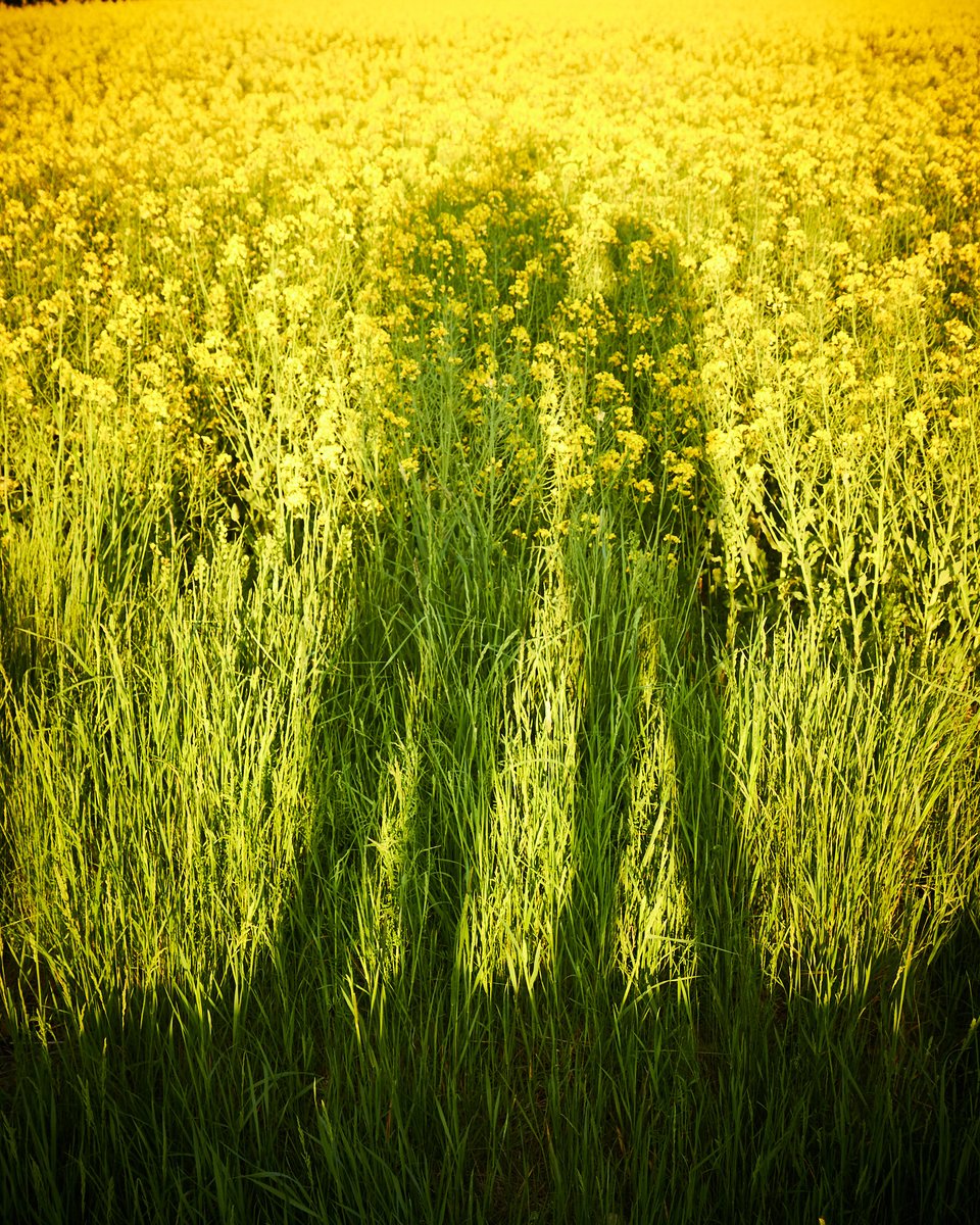 Cascable team member pick: “As photographers we so often forget to take photos of ourselves – this was a fun way to capture us whilst out during the golden hour!”

#Cascable #CascableApp #shadows #goldenhour #PhotoOfTheDay #FloralFriday #bloomscrolling