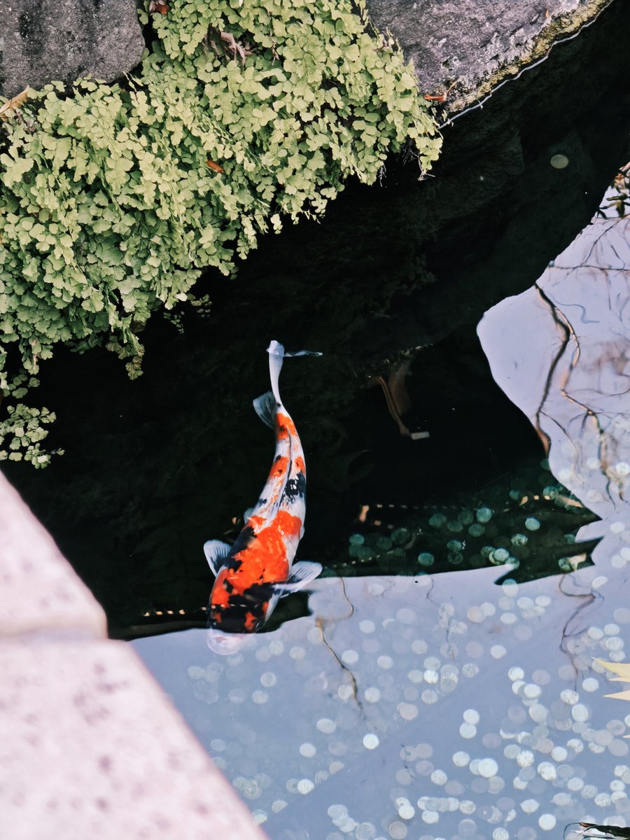 🌸⛩️8isc⛩️🌸 tweet media