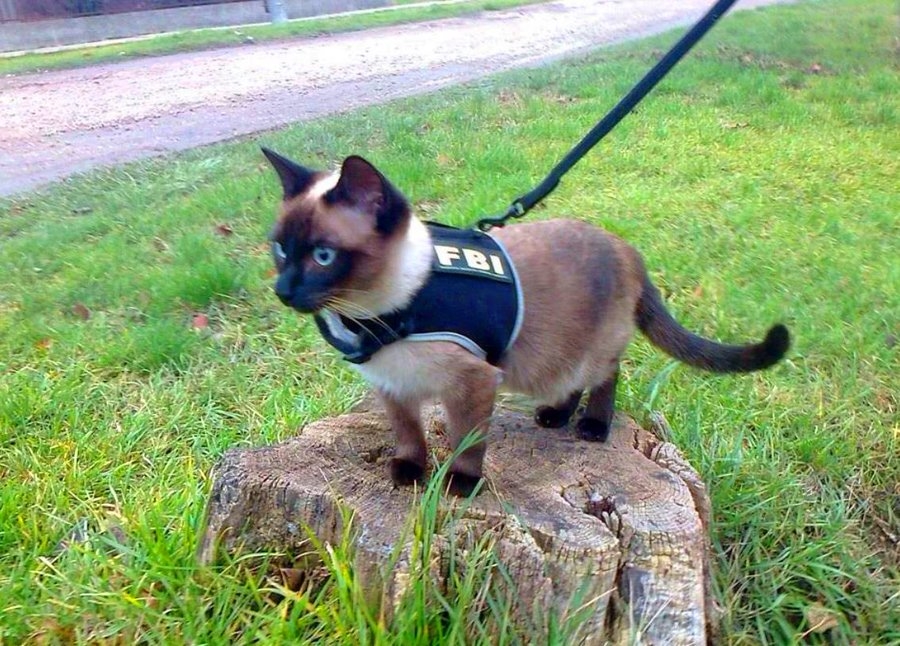 LorenzoTheCat's tweet image. This little dude would have conducted a better investigation in Minneapolis than that Kash Patel guy.