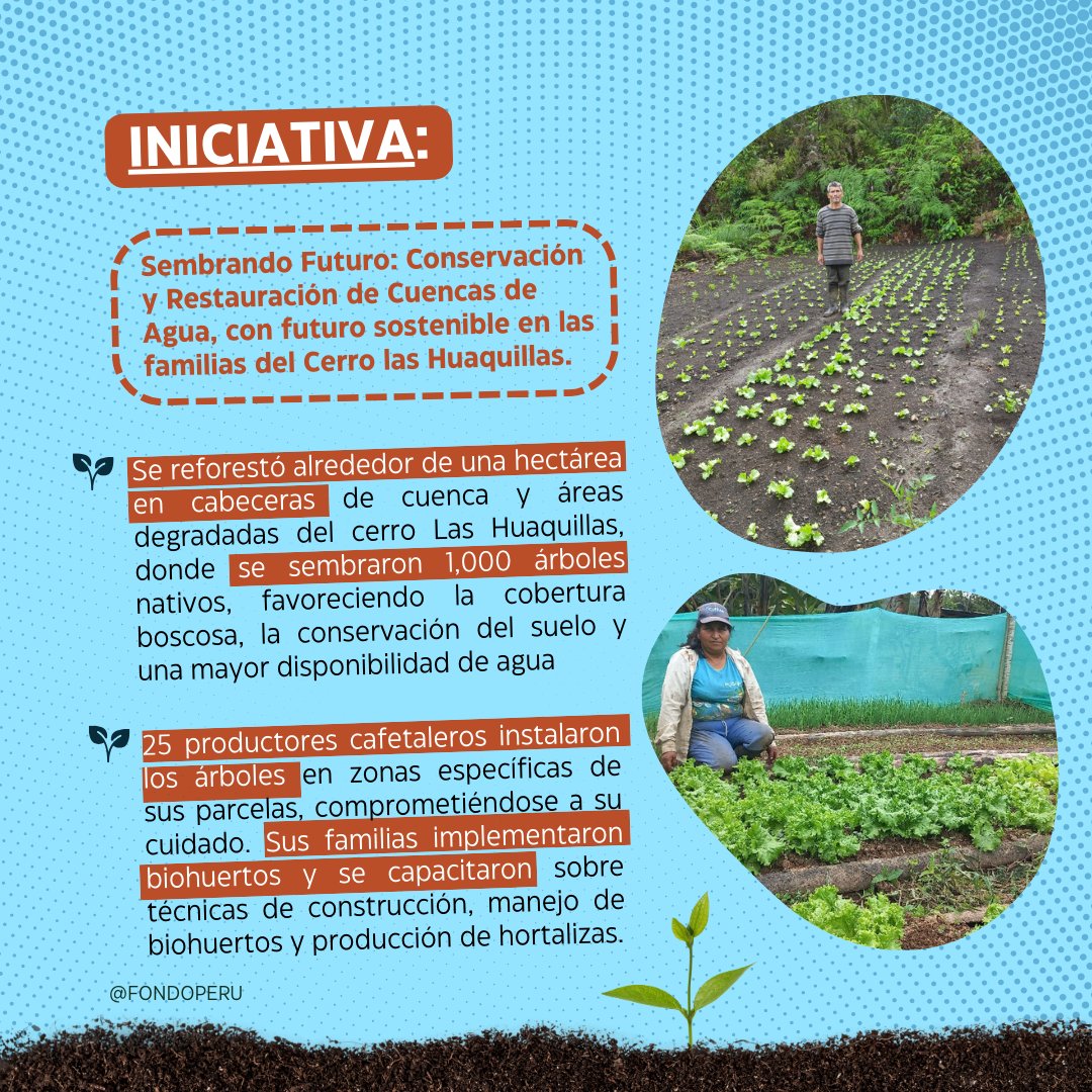 PeruFondo's tweet photo. #ProyectosQueHacenHistoria 💧🌱
En el Cerro Las Huaquillas, familias organizadas restauran cuencas de agua para proteger fuentes hídricas, biodiversidad y agricultura local.
Conservación comunitaria que defiende el territorio y la vida.

#FSP https://t.co/2ltpBWL03P