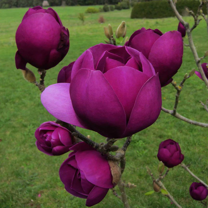 borncamp's tweet photo. Magnolias are one of my favorite ornamental trees and I've got a few exciting varieties this year.
Felix, Galaxy, Black Tulip, Kobus, and Yellow Bird
https://t.co/7vUI43ZUUI https://t.co/SWjNYQUJmG
