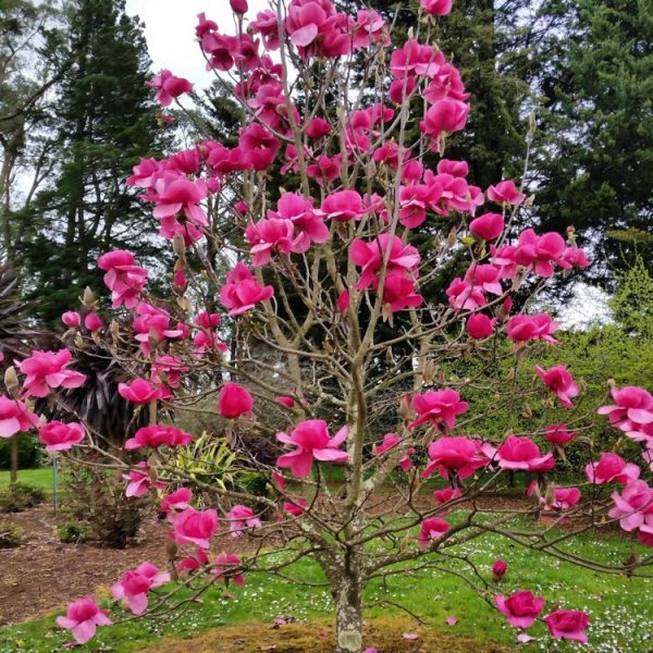 borncamp's tweet photo. Magnolias are one of my favorite ornamental trees and I've got a few exciting varieties this year.
Felix, Galaxy, Black Tulip, Kobus, and Yellow Bird
https://t.co/7vUI43ZUUI https://t.co/SWjNYQUJmG