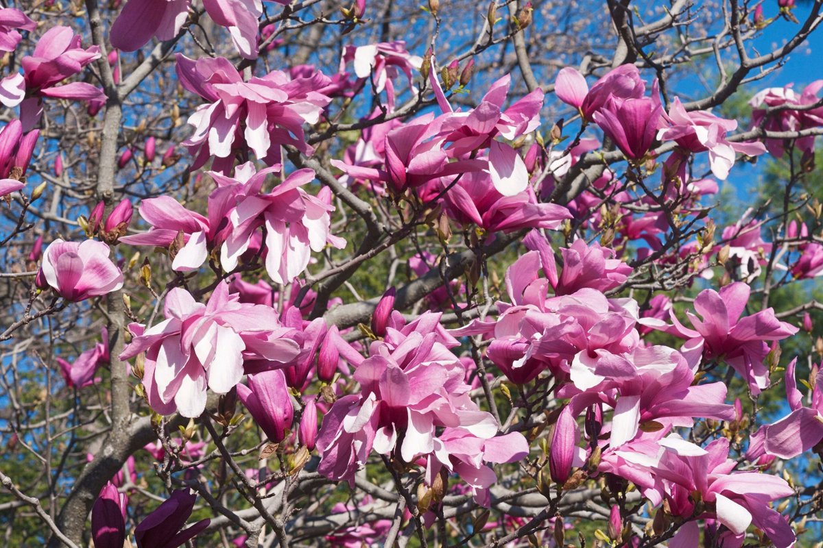 borncamp's tweet photo. Magnolias are one of my favorite ornamental trees and I've got a few exciting varieties this year.
Felix, Galaxy, Black Tulip, Kobus, and Yellow Bird
https://t.co/7vUI43ZUUI https://t.co/SWjNYQUJmG