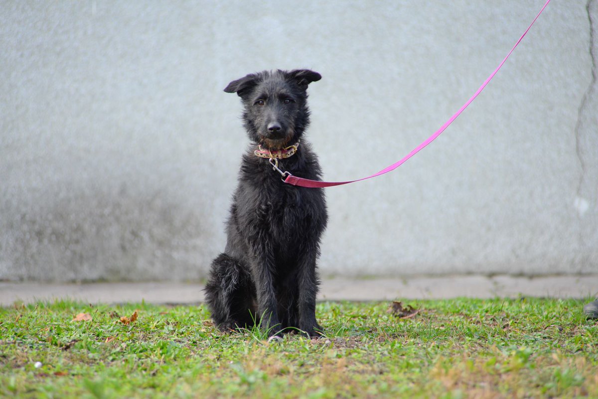 Jos jedna black 🐾prosto voleem crne andjele🙈🤗🖤✨🖤✨Floky, mlada, vakcinisana, sterilisana, u Novom Sadu je. Prevoz gde kazete ako ste pravi udomitelj🤗RT please, ona zasluzuje dom, izbacena kao smece iz kola, prevrnula sam pola Indjije da je nadjem. Pisite, Zovite. Udomite🙏