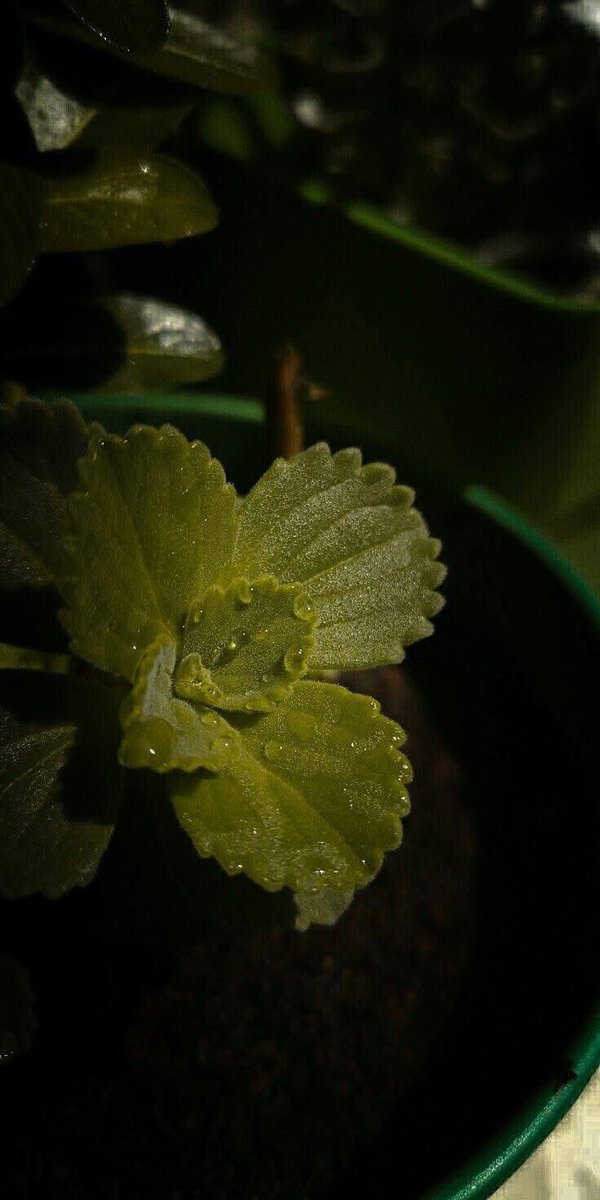 HDخلفيات 🖼 tweet media