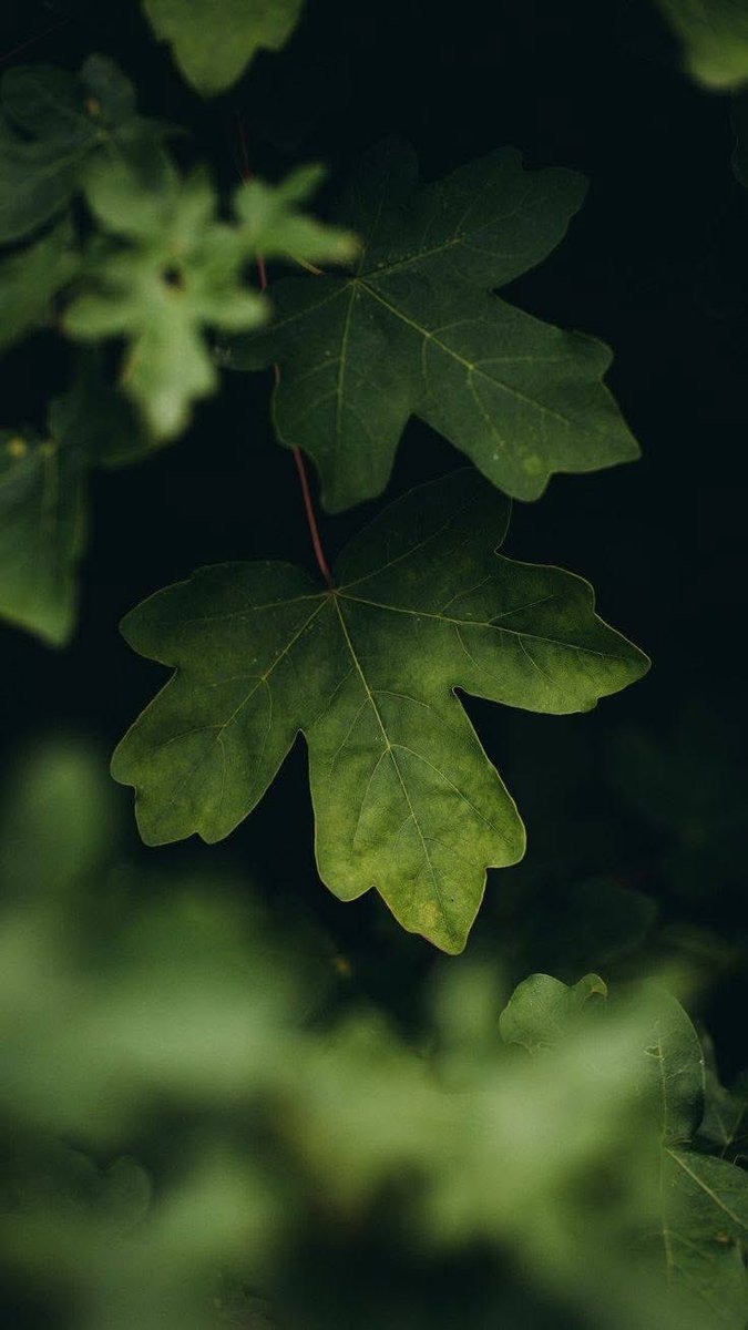 HDخلفيات 🖼 tweet media