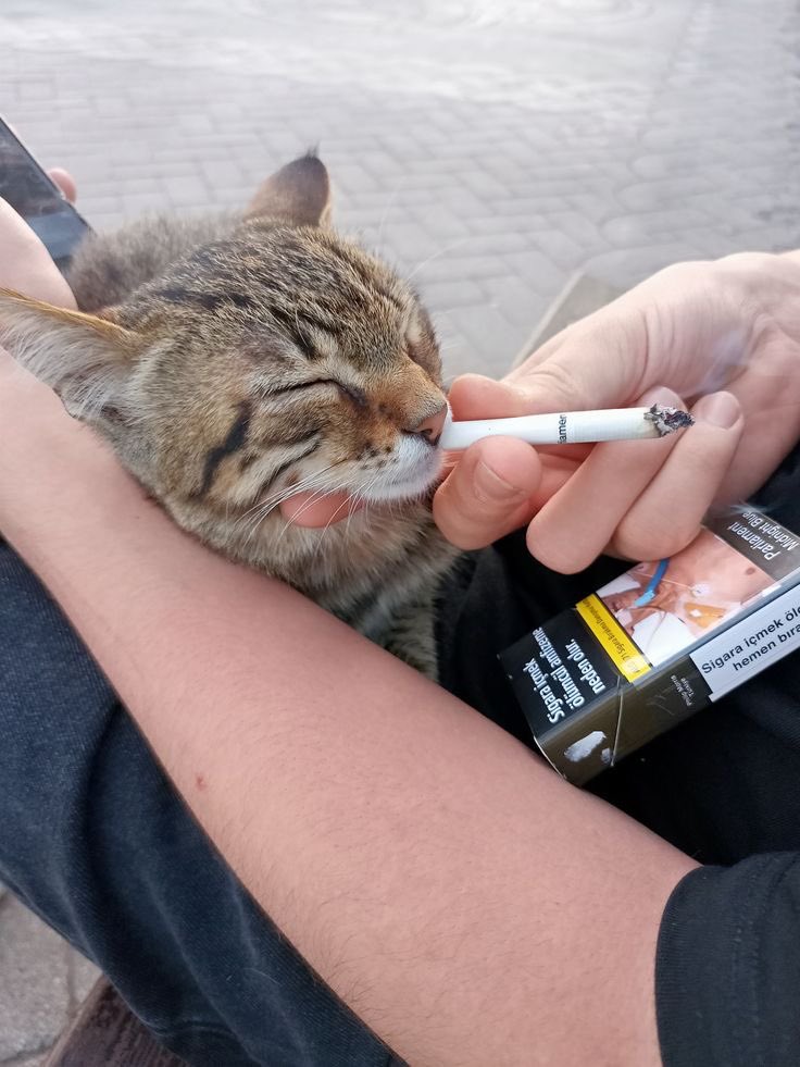 llpipi's tweet image. 