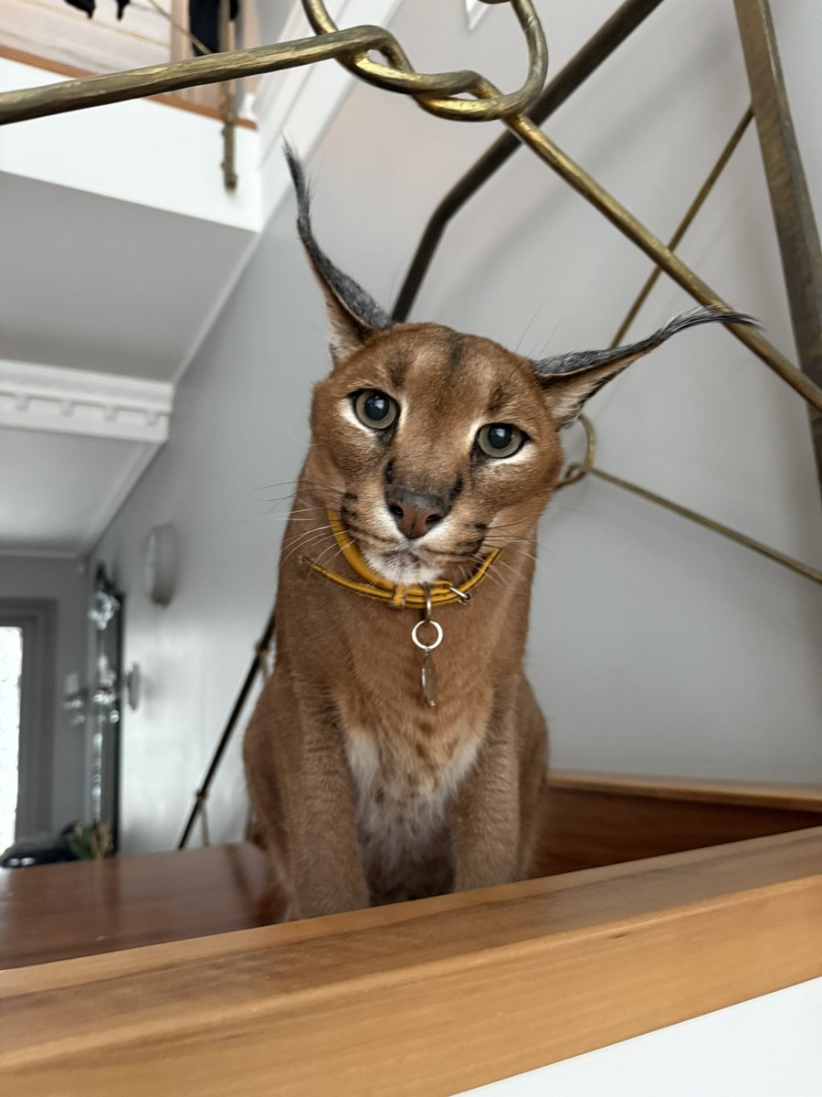 caracalpumba's tweet photo. Pumba wishes you a happy $Floppa Friday! https://t.co/EhH1D9ckUC