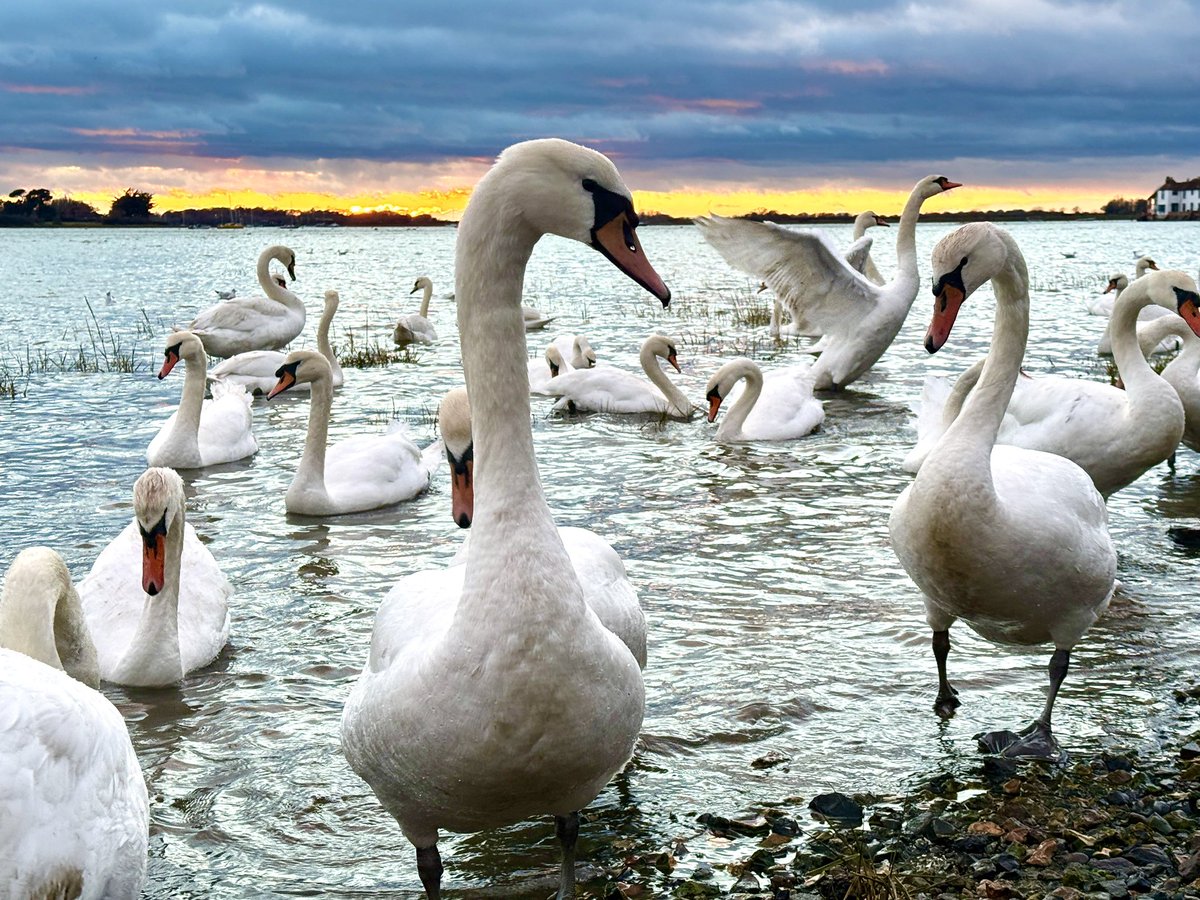 Stuart Webb tweet media