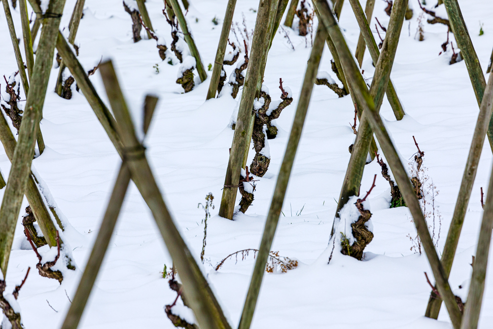 Domaine Guigal tweet media