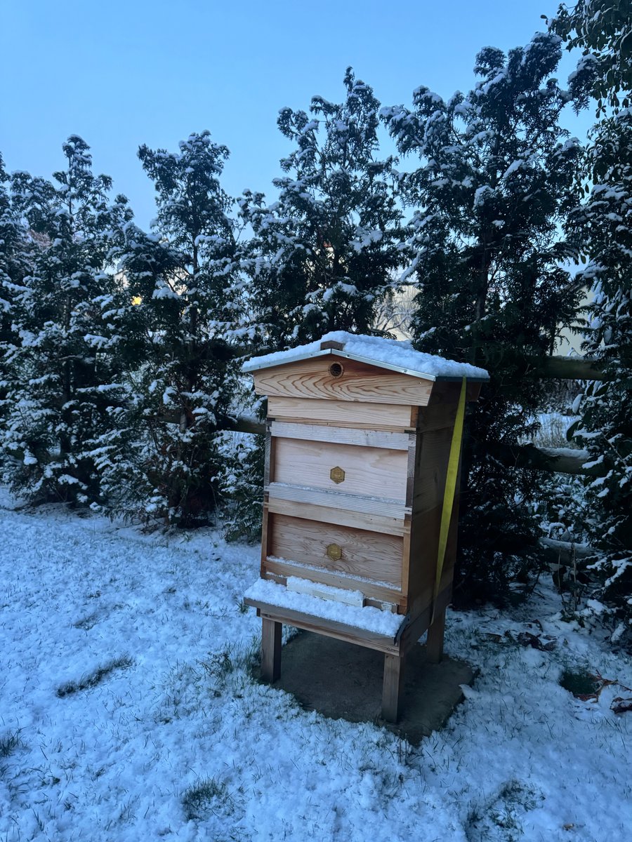 B_J_Sherriff's tweet image. Snowy days aren’t as scary as they seem for the bees ❄️🐝 Best to leave winter clusters undisturbed and let them do their thing.Perfect time to clean bee suits though — we shared cleaning instructions back in August...

#Beekeeping #WinterBees #BeekeeperLife #BeeSuit #ApiaryLife