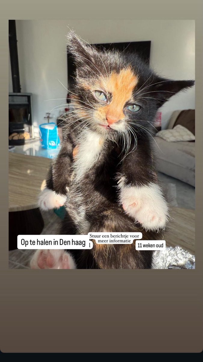 Lieve Melisa, gefeliciteerd met je verjaardag! Maak er een geweldige dag  van en een prachtig jaar. Hou van je! ♡ Groetjes van mij en natuurlijk Ina, image size:675x1200