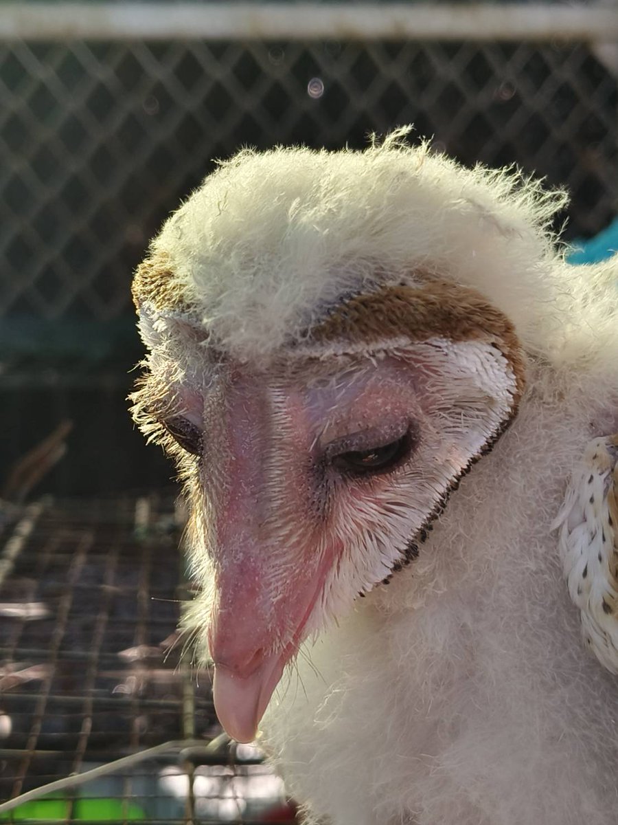 pr_prdnp's tweet image. เลิกกลัว “นกผี” แล้วมาดูความจริงกัน! 🦉🤍 จากความเชื่อเรื่องทูตแห่งความตาย สู่ "อัศวินรัตติกาล" ผู้พิทักษ์ไร่นา นกแสก 1 ตัว ช่วยกำจัดหนูได้นับพันตัวต่อปีโดยไม่ต้องใช้สารเคมี! ล่าสุดที่เทคนิคสัตว์ป่านครสวรรค์ รับดูแลลูกนกแสกพลัดหลงถึง 11 ชีวิต รอวันกลับไปคืนสมดุลให้ป่า 🌿✨