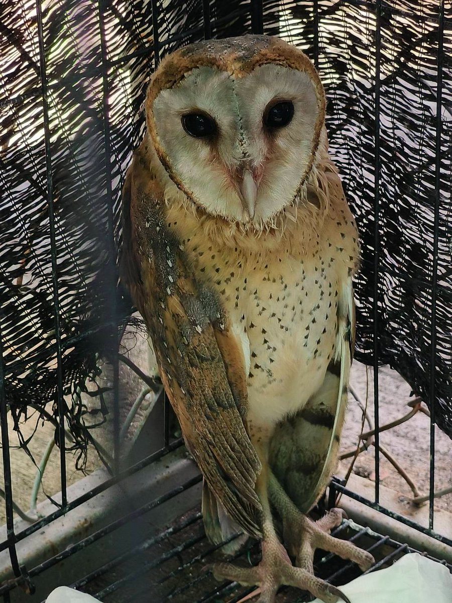 pr_prdnp's tweet image. เลิกกลัว “นกผี” แล้วมาดูความจริงกัน! 🦉🤍 จากความเชื่อเรื่องทูตแห่งความตาย สู่ "อัศวินรัตติกาล" ผู้พิทักษ์ไร่นา นกแสก 1 ตัว ช่วยกำจัดหนูได้นับพันตัวต่อปีโดยไม่ต้องใช้สารเคมี! ล่าสุดที่เทคนิคสัตว์ป่านครสวรรค์ รับดูแลลูกนกแสกพลัดหลงถึง 11 ชีวิต รอวันกลับไปคืนสมดุลให้ป่า 🌿✨