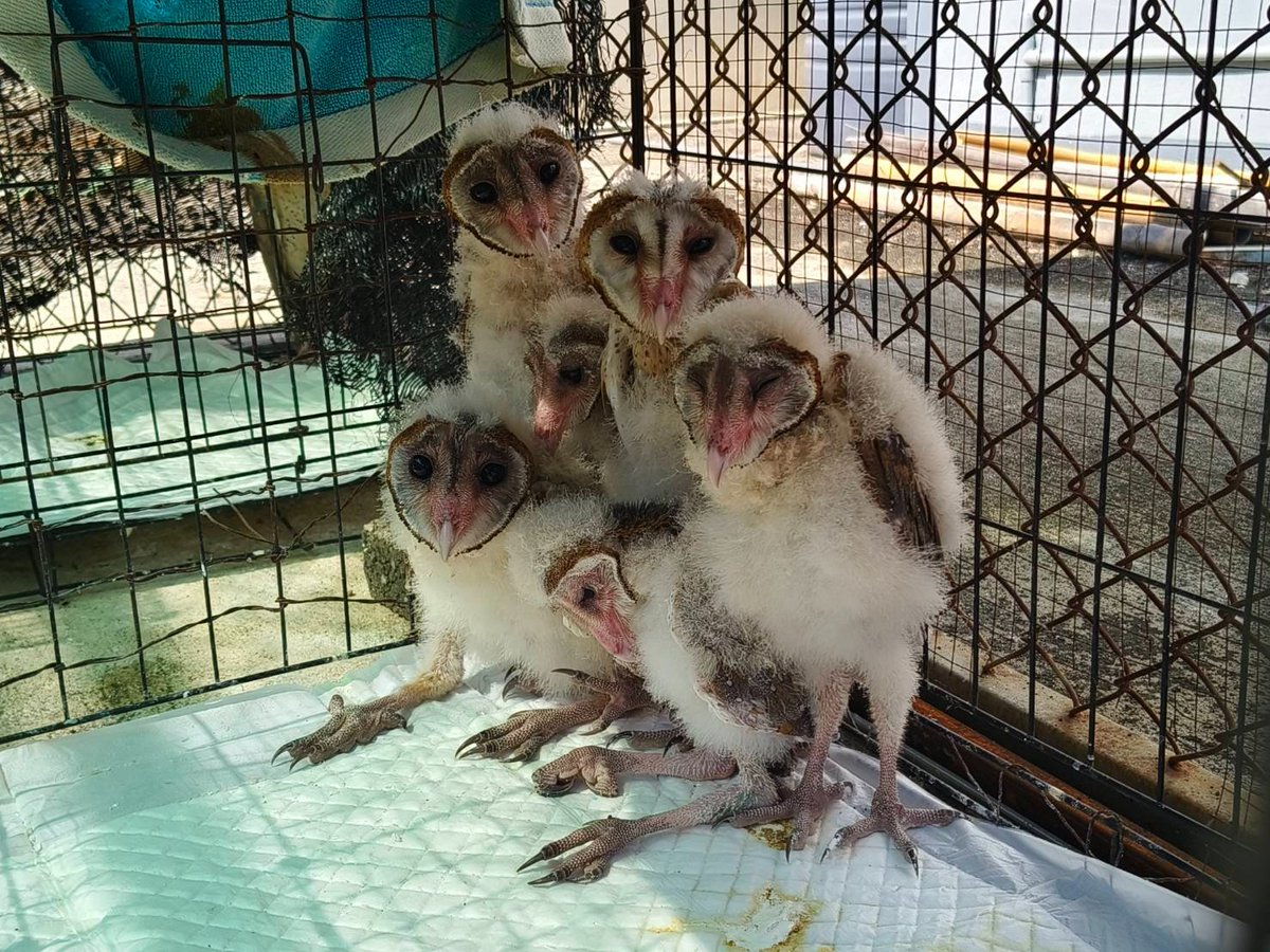 pr_prdnp's tweet image. เลิกกลัว “นกผี” แล้วมาดูความจริงกัน! 🦉🤍 จากความเชื่อเรื่องทูตแห่งความตาย สู่ "อัศวินรัตติกาล" ผู้พิทักษ์ไร่นา นกแสก 1 ตัว ช่วยกำจัดหนูได้นับพันตัวต่อปีโดยไม่ต้องใช้สารเคมี! ล่าสุดที่เทคนิคสัตว์ป่านครสวรรค์ รับดูแลลูกนกแสกพลัดหลงถึง 11 ชีวิต รอวันกลับไปคืนสมดุลให้ป่า 🌿✨