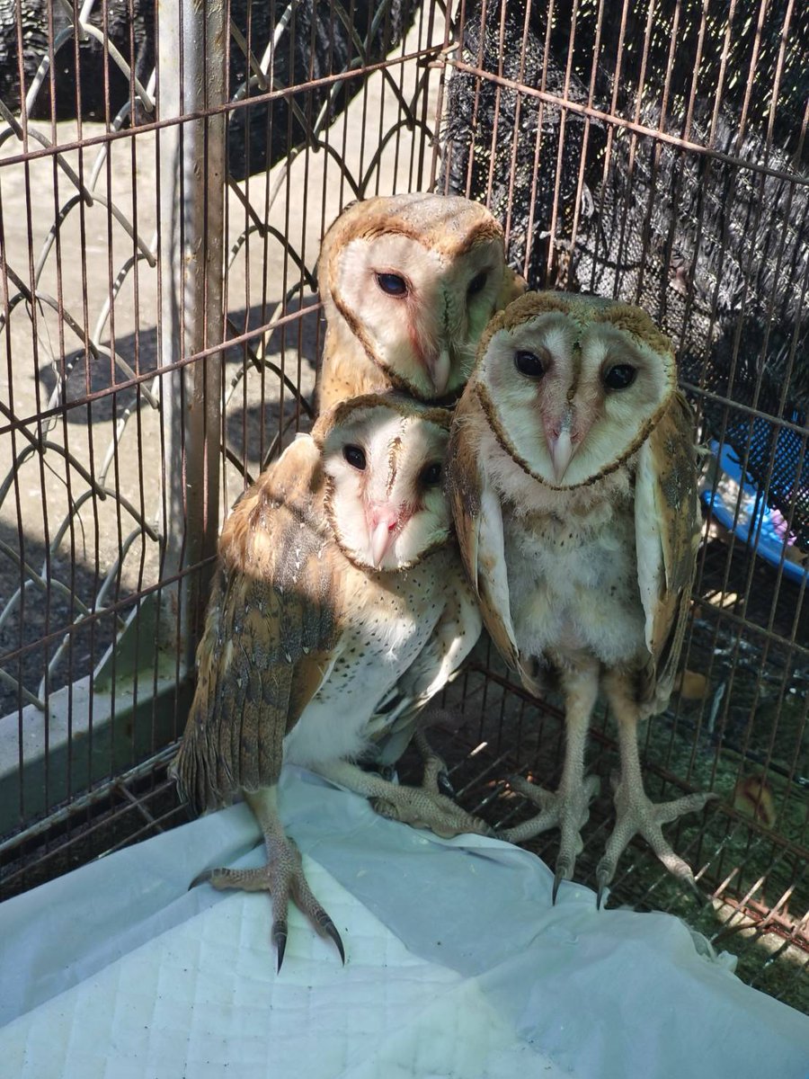 pr_prdnp's tweet image. เลิกกลัว “นกผี” แล้วมาดูความจริงกัน! 🦉🤍 จากความเชื่อเรื่องทูตแห่งความตาย สู่ "อัศวินรัตติกาล" ผู้พิทักษ์ไร่นา นกแสก 1 ตัว ช่วยกำจัดหนูได้นับพันตัวต่อปีโดยไม่ต้องใช้สารเคมี! ล่าสุดที่เทคนิคสัตว์ป่านครสวรรค์ รับดูแลลูกนกแสกพลัดหลงถึง 11 ชีวิต รอวันกลับไปคืนสมดุลให้ป่า 🌿✨