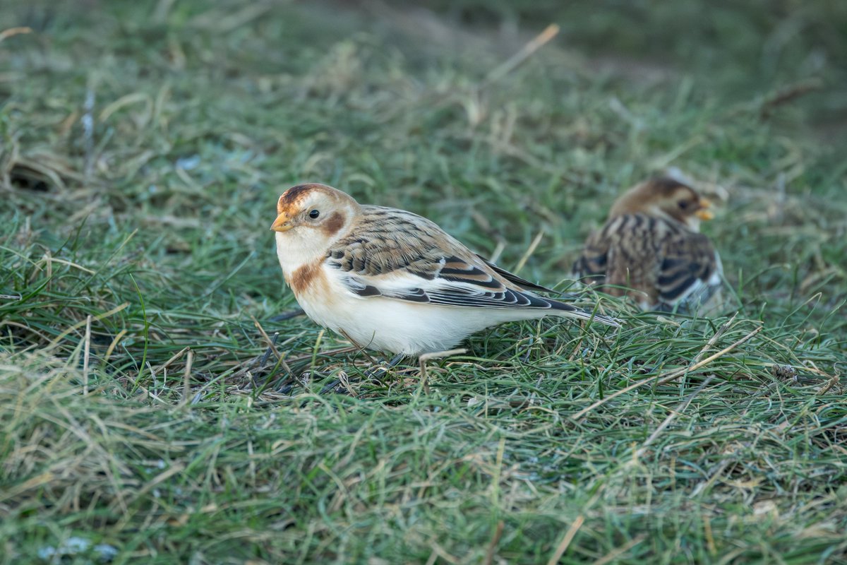 Steve Davis tweet media