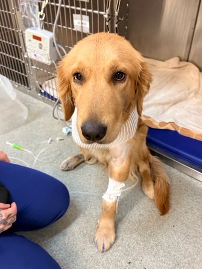 TessMcIn's tweet photo. Sadie, a 10-month old Golden Retriever, suffered severe damage to her leg after being hit by a car. She was turned over to our partners Southern California Golden Retriever Rescue by owners who couldn't afford her care. We're helping  pay the costs of her surgery and aftercare. https://t.co/ETZ9CbDGxc