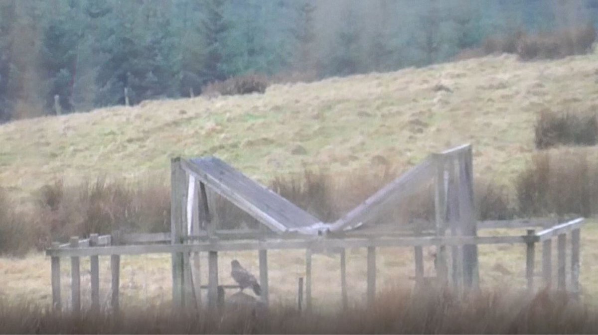 Raptor Persecution UK tweet media