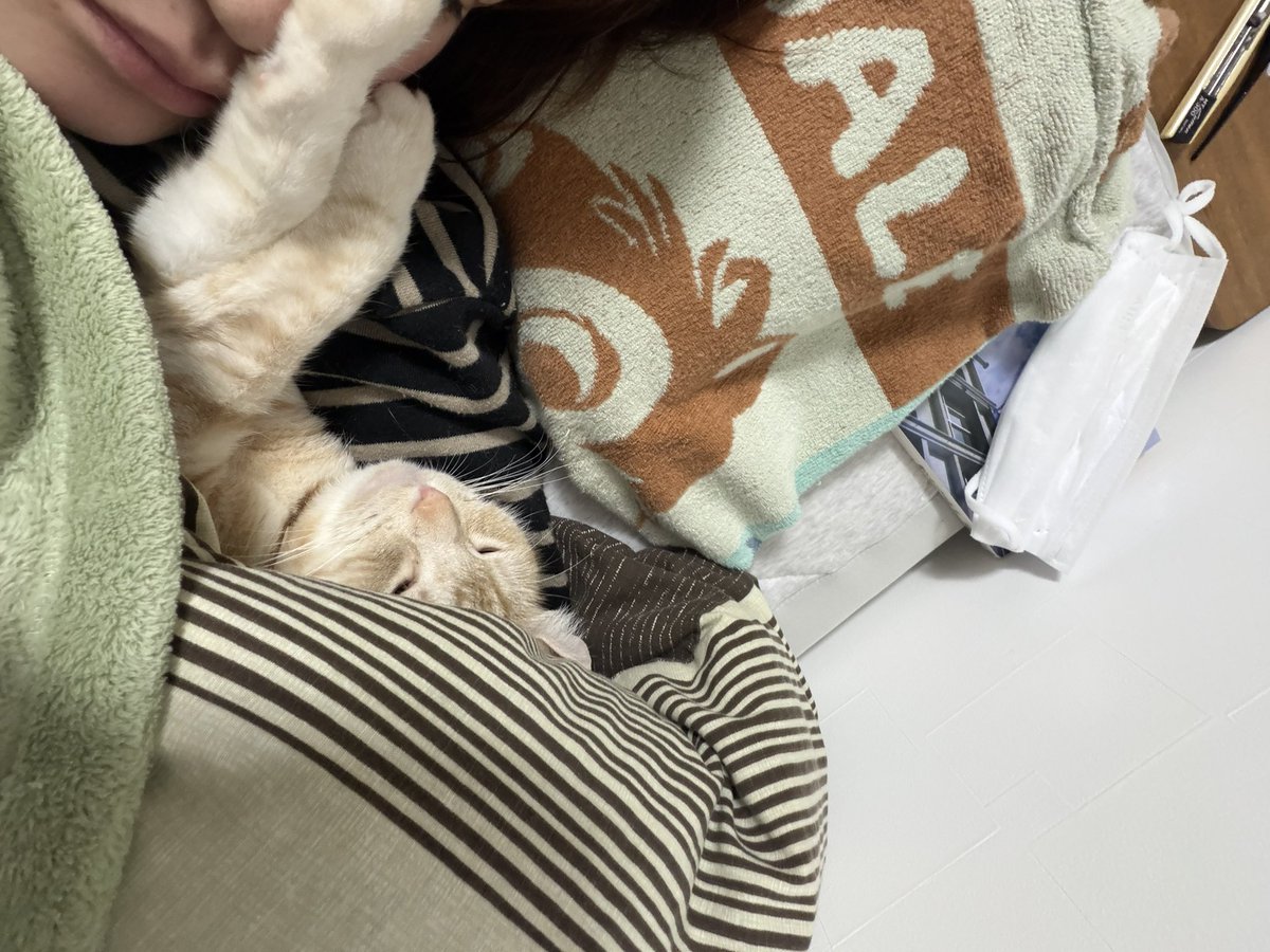 L7utn's tweet photo. ぬくぬく顔押さえられ中 https://t.co/I4ATWJ7TAI