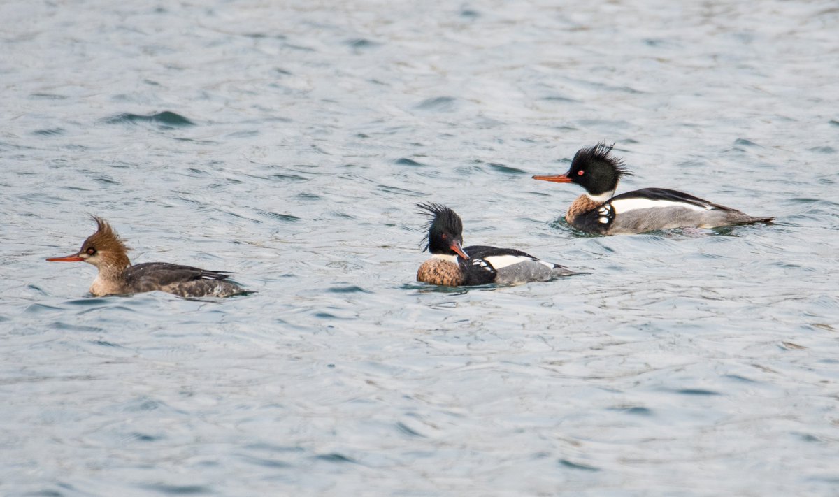 onemantess's tweet photo. #32 on my #2026SF pic list Red Breasted Merganser, a real punk convention with 29 at Hartlepool marina today @DurhamBirdClub https://t.co/VAEZMB1XA7