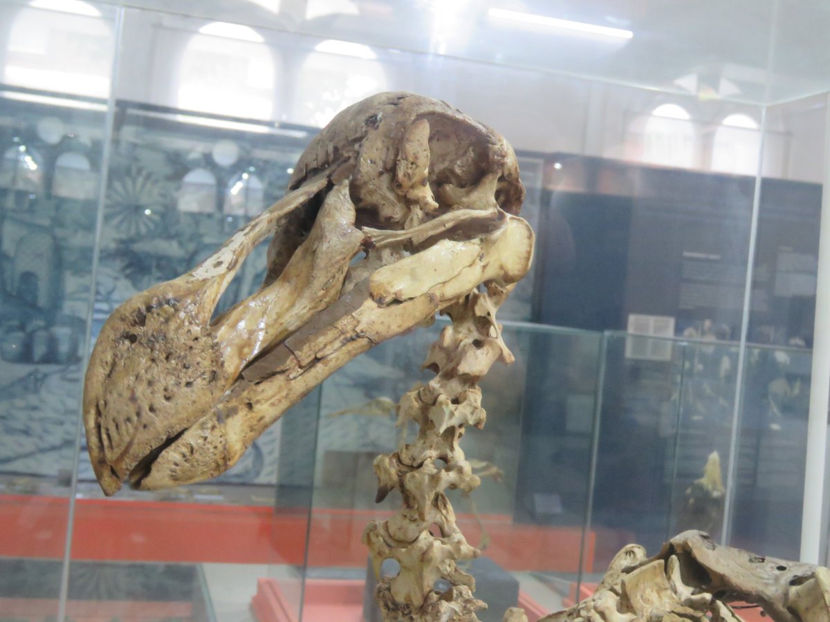 Paléonews tweet media