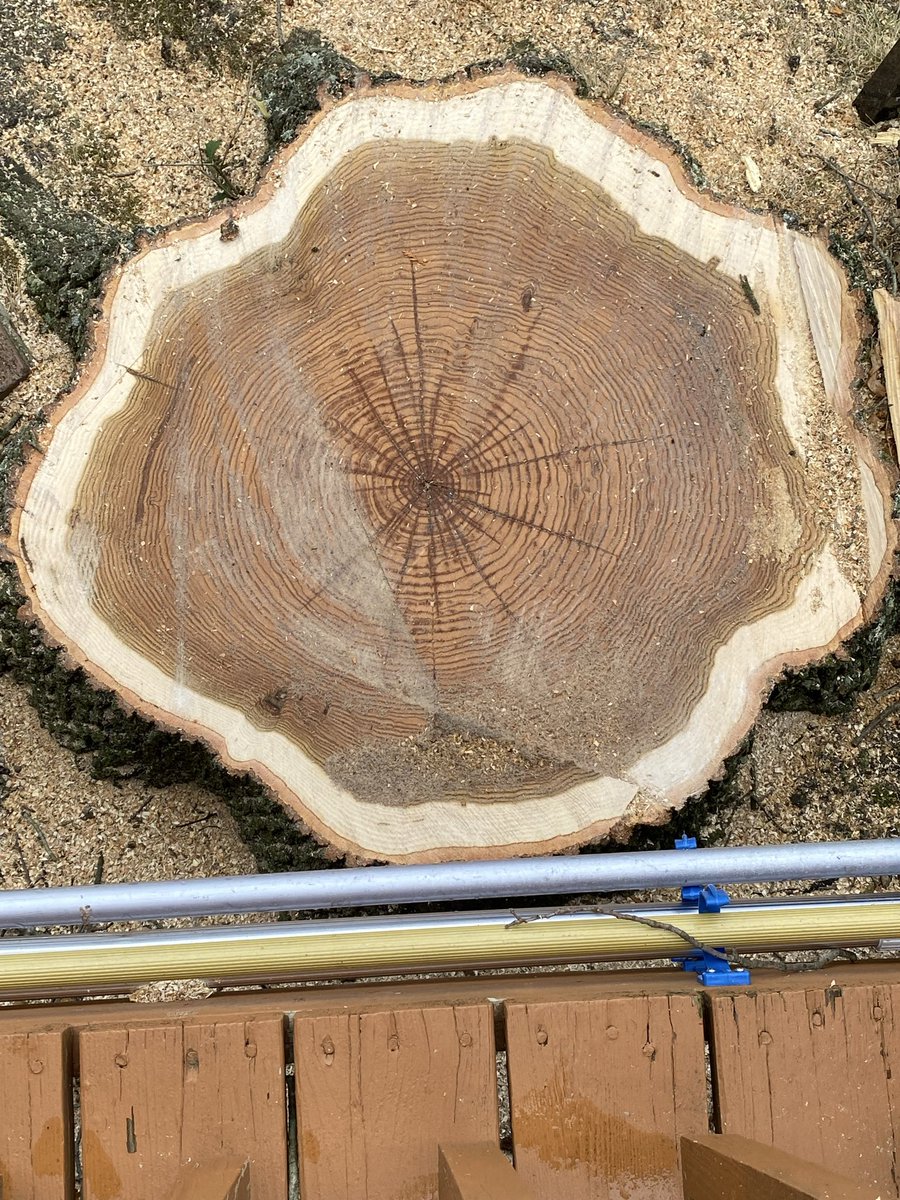 TonyHajjar57's tweet photo. @grok how old is this tree? https://t.co/O94ud4NbjV