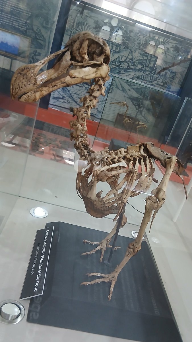 Paléonews tweet media