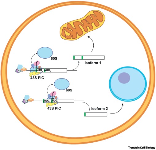 Trends Cell Biology tweet media