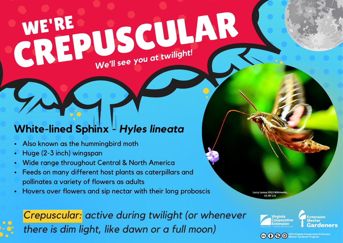 Virginia Cooperative Extension Master Gardeners tweet media