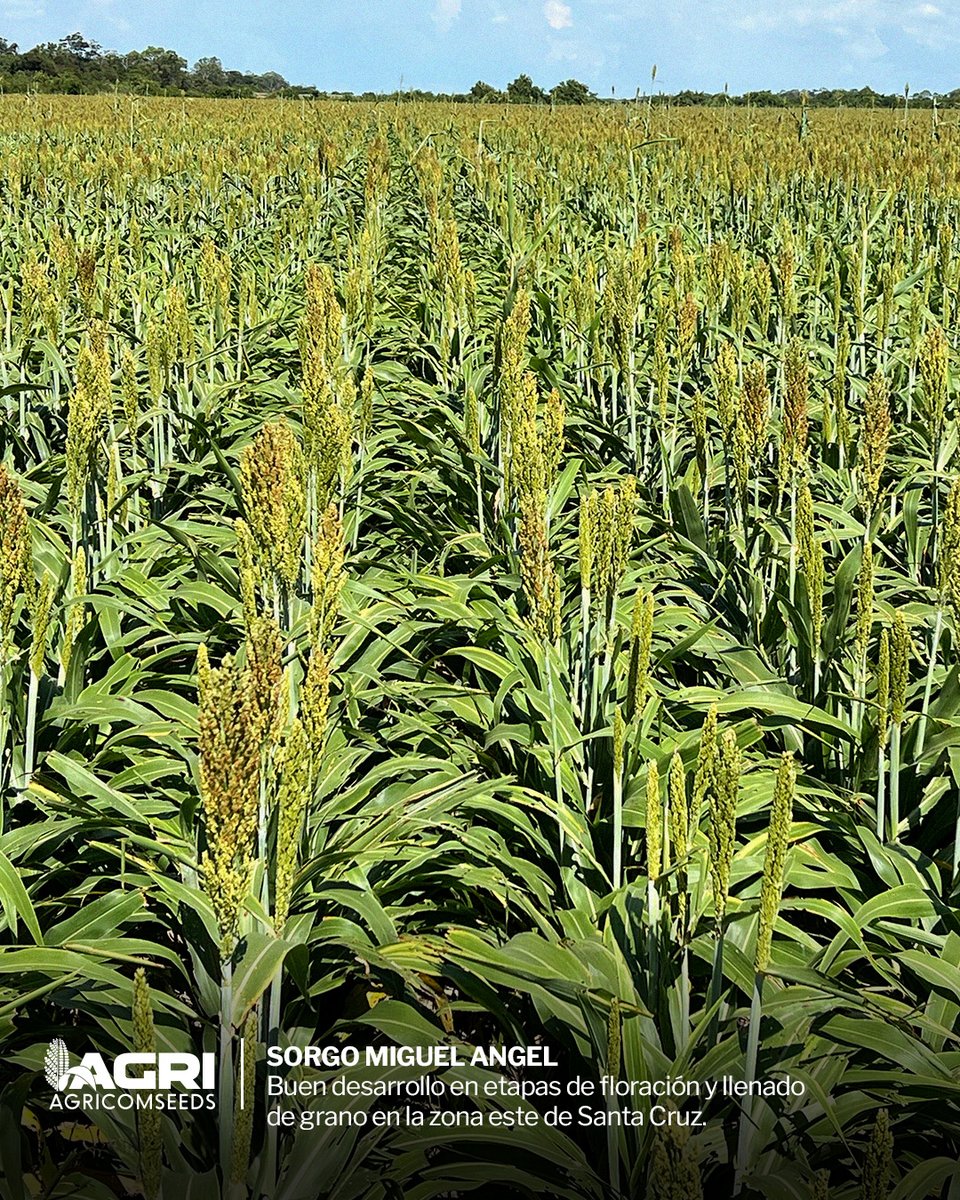 AgricomseedsSRL's tweet photo. Sorgos graníferos AGRI-G4 y MIGUEL ANGEL
Con buen desarrollo en etapas de floración y llenado de grano en la zona este de Santa Cruz, demostrando uniformidad en maduración y potencial productivo con panojas largas abiertas para un menor ataque de plagas. https://t.co/w0CWICqcBh