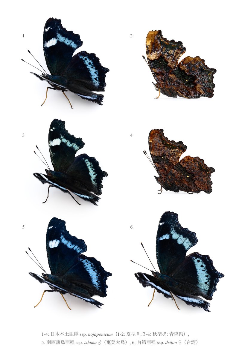 毒蝶 KUDO Seiya (@ze_ph) / Posts / X