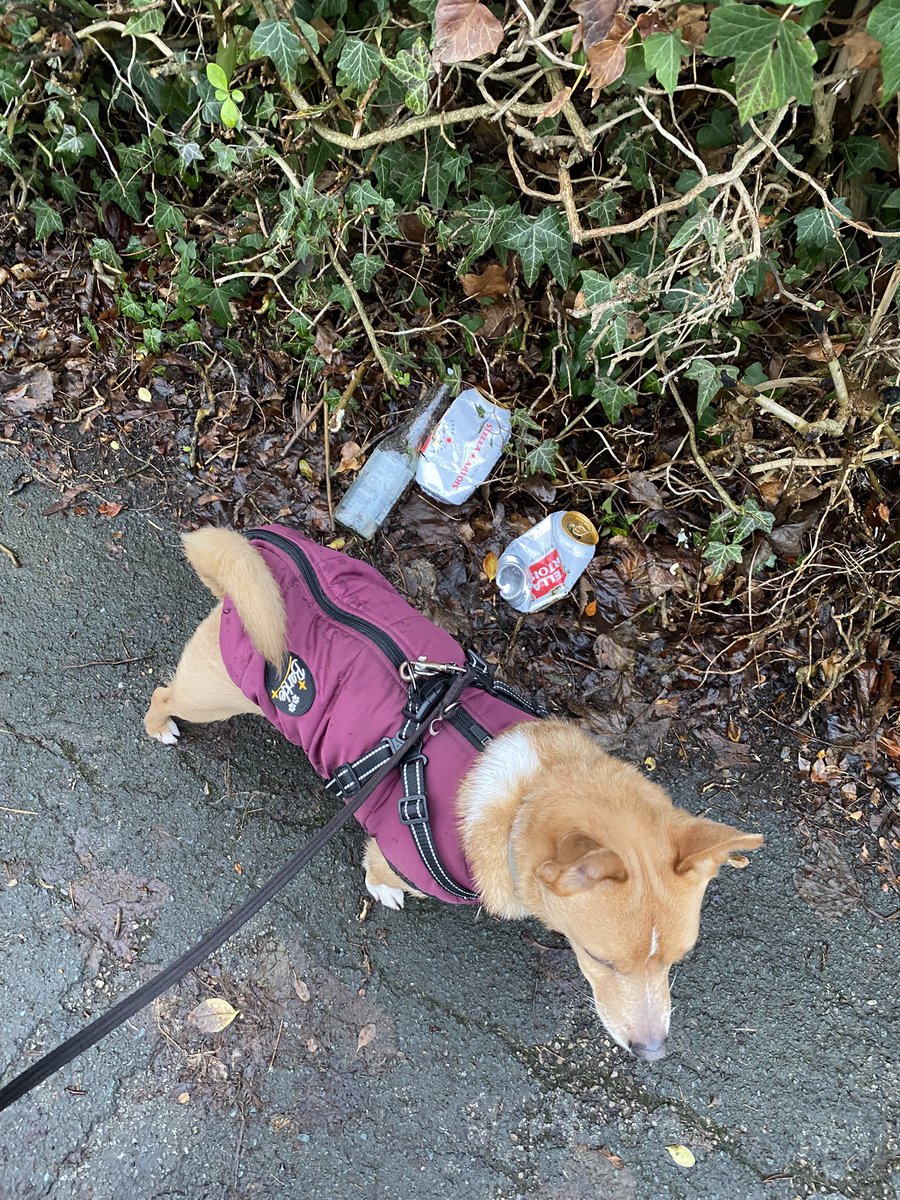 sabrown134's tweet photo. 9th January - sadly found this litter (including a glass bottle #PainInTheGlass) on our morning #sniffari @pawsonplastic 🐾 (binned nearby) then this afternoon did some more #SignCleaning (1st time with my new adjustable length mop, to reach ‘higher signs’) 🧽 happy weekend all⬇️ https://t.co/IvJMnLsb1e
