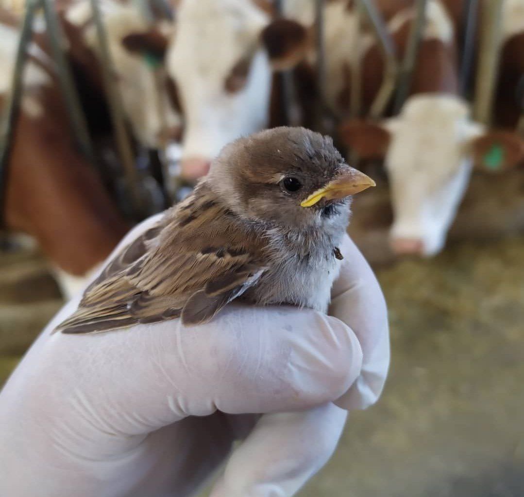 Dünyanın haline bir baksana, hava kirliliği, cinayetler, zehirli sular, zehirli yiyecekler, nefret, umutsuzluk, her şey var. Dünyadaki tek güzel şey hayvanlar. Ama onların da soyunu tüketiyorsunuz.

Charles Bukowski...