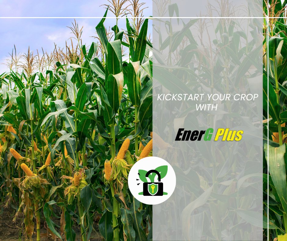 AgPerformanceBC's tweet image. EnerG Plus gives crops the energy they need to take off.

Give us a call or click the link to learn more
agperformance.com/energ-plus 
📞 641-562-2370 
#PlantHealth #EnerGPlus #NutrientEfficiency #AgPerformance