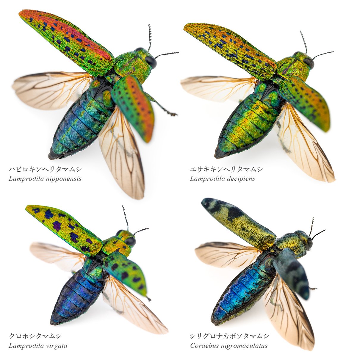 KUDO Seiya (@ze_ph) / Posts / X