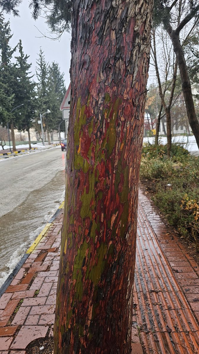 Renk renk, nakış nakış… Her ayrıntısında Allah’ın mükemmel yaratışının izleri..hiçbir fırça dokunmadan yalnızca Allah’ın mükemmel yaratışının izleri var...🌷