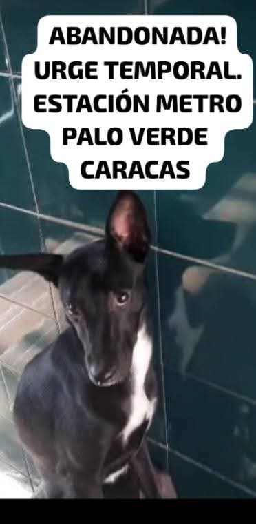 PerroUsuario's tweet photo. URGE hogar temporal o definitivo https://t.co/t0uy9qULU9