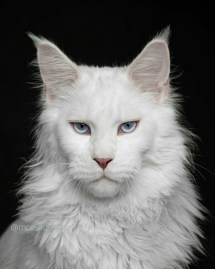 mimi ୨ৎ tweet media