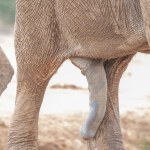 Kandang gajah ❌
Kadang kadang gajah ✅
😁