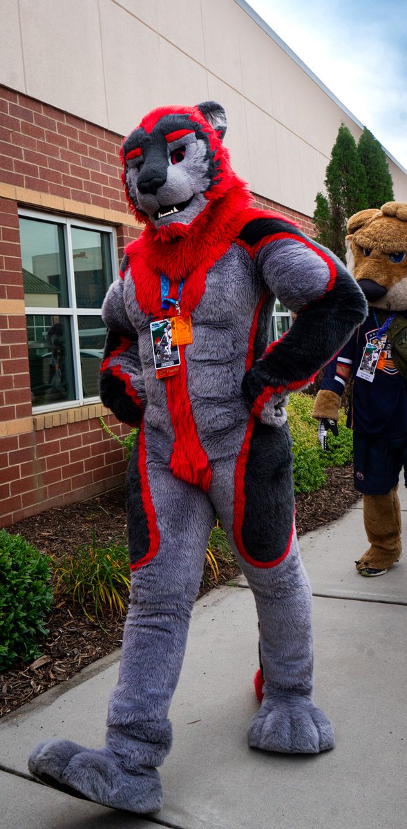 Rike_Lion's tweet image. So large but... cute???

📷 - @RamenDeer 

#FursuitFriday